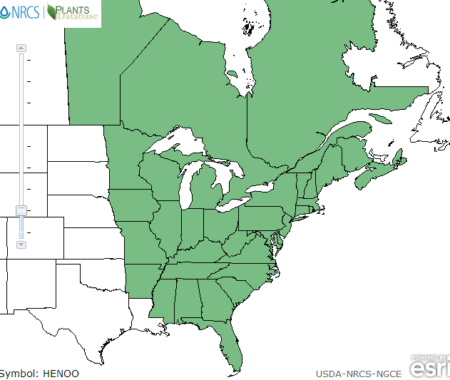The range of Anemone americana